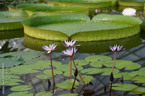 スイレンの花とオオオニバス
