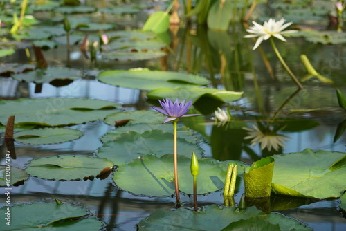 睡蓮の花