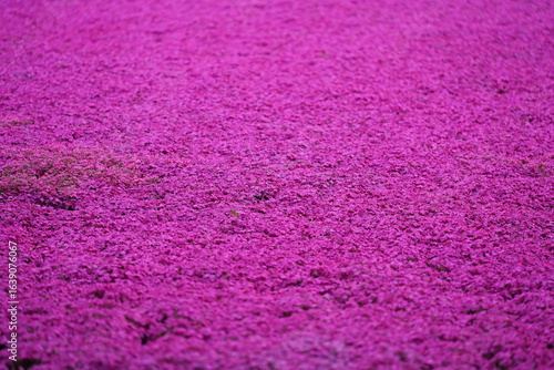 一面に咲く芝桜