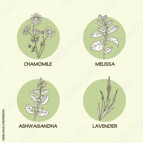 Herbs icons set. Botanical drawings of Chamomile, Melissa, Ashwagandha and Lavener in simple minimalistic outlines. Vector illustrations.