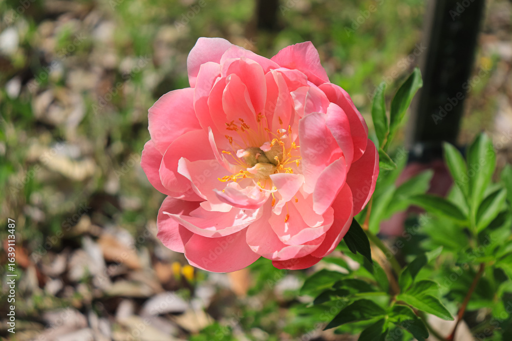 Peony blooming in Japan Peony blooming in Japan