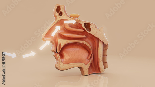 Conceptual 3D illustration of a nose anatomy