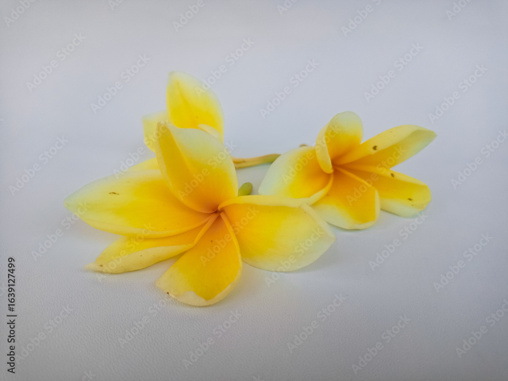 Obraz premium Yellow plumeria flower with loose petals isolated on white, representing purity, tropical nature, and serene spa aesthetics.