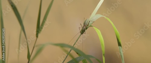 Close-up of Isophya cricket on grass 4K anamorphic video