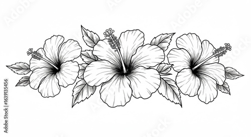 Vector art of three hibiscus flowers with leaves in black and white on white background