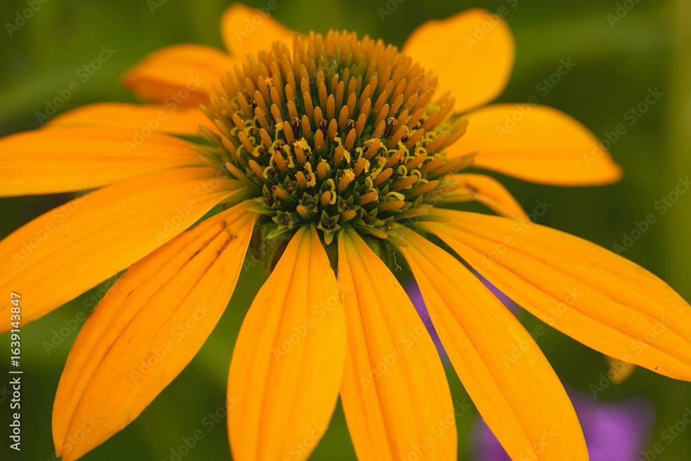 Radiant orange Echinacea coneflower with a striking green center, a symphony of colors in a close-up botanical portrait. Radiant orange Echinacea coneflower with a striking green center, a symphony of colors in a close-up botanical portrait.
