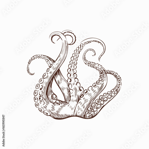 Tentacles of an octopus. Hand drawn vector illustration in engraving technique isolated on white background.