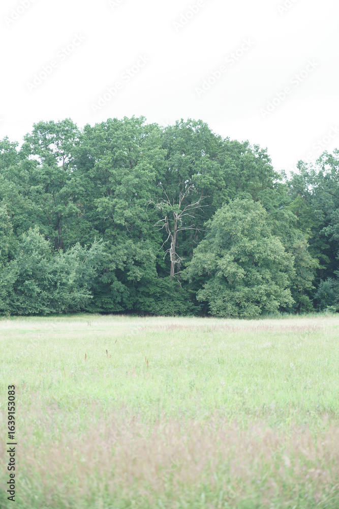 Obraz premium only a old gnarled tree