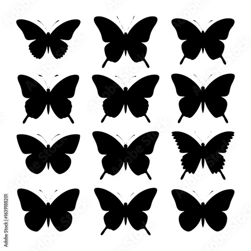 Black butterfly silhouettes white insect