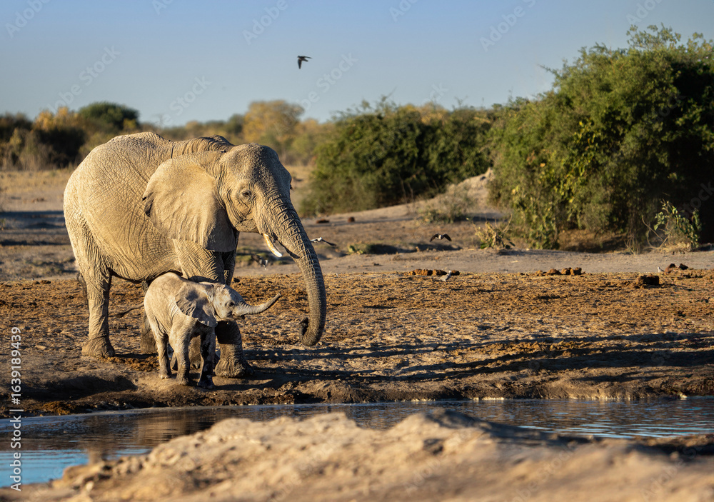 Fototapeta premium Family of African elephants (Loxodonta africana) mother with baby with raised trunks drinking at Savuti waterhole, Chobe national park, Botswana, Africa.