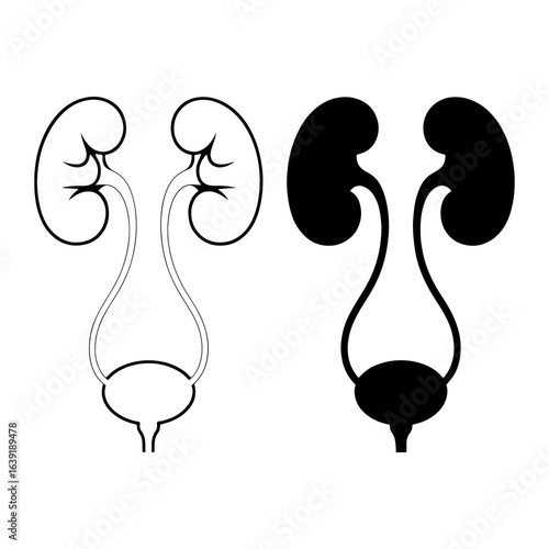Human urinary system outline and solid kidneys ureters
