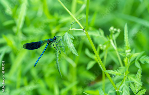 green grass background