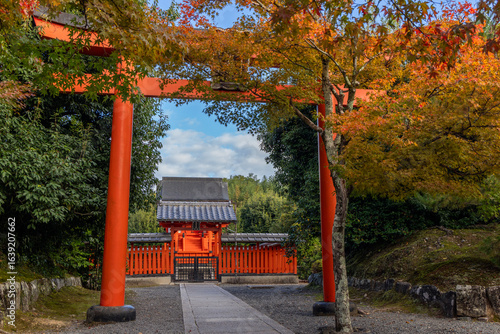 Wallpaper Mural Traditional Shinto torii framed by vivid maple leaves in fall at Hachimangu Shrine in Kyoto, Ukyo Ward photographed on a sunny day Torontodigital.ca