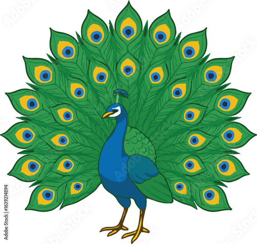 Peacock with Feather Spread Vector Illustration – Isolated Bird Graphic in Flat Style on White Background