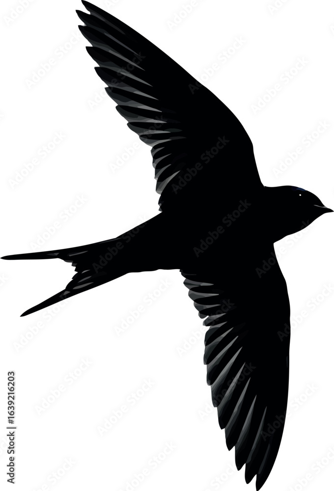 Fototapeta premium Black swift silhouette in flight