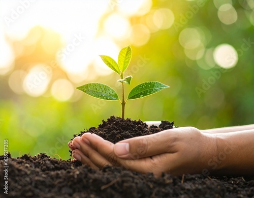 Wallpaper Mural Renewal in Hands: Photorealistic Close-Up of Cupped Hands Holding Young Tree Sapling with Rich Soil - Dewdrops on Vibrant Greens, Environmental Hope Theme

 Torontodigital.ca