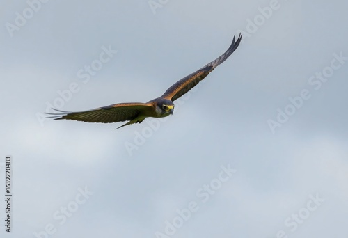 osprey in flight