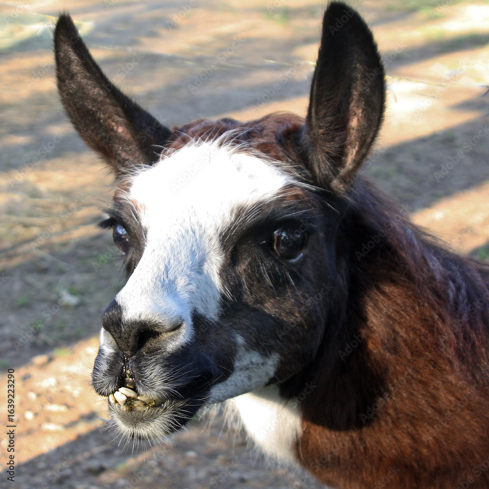 Obraz premium Gros plan sur la tête et les dents du lama