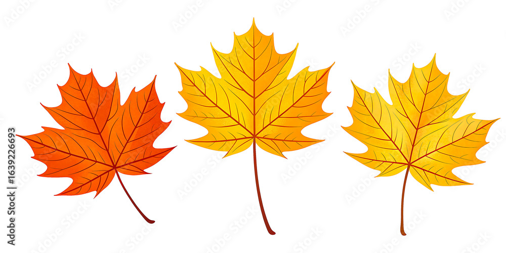 Fototapeta premium Vibrant autumn maple leaves in warm orange and yellow hues, perfect for seasonal designs and natural themes.