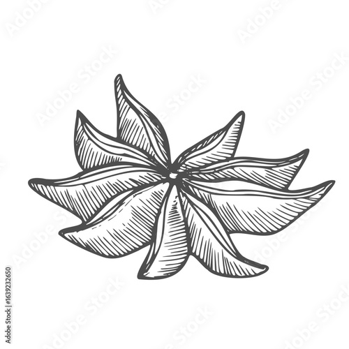 Star anise spice vector hand drawn illustration in sketch style. Shaded black and white drawing for packaging and design. Line art of aromatic plant