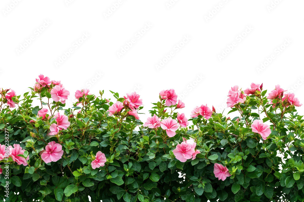 Fototapeta premium Colorful bush of pink flowers isolated against a clean white background, perfect for conveying beauty and simplicity in nature