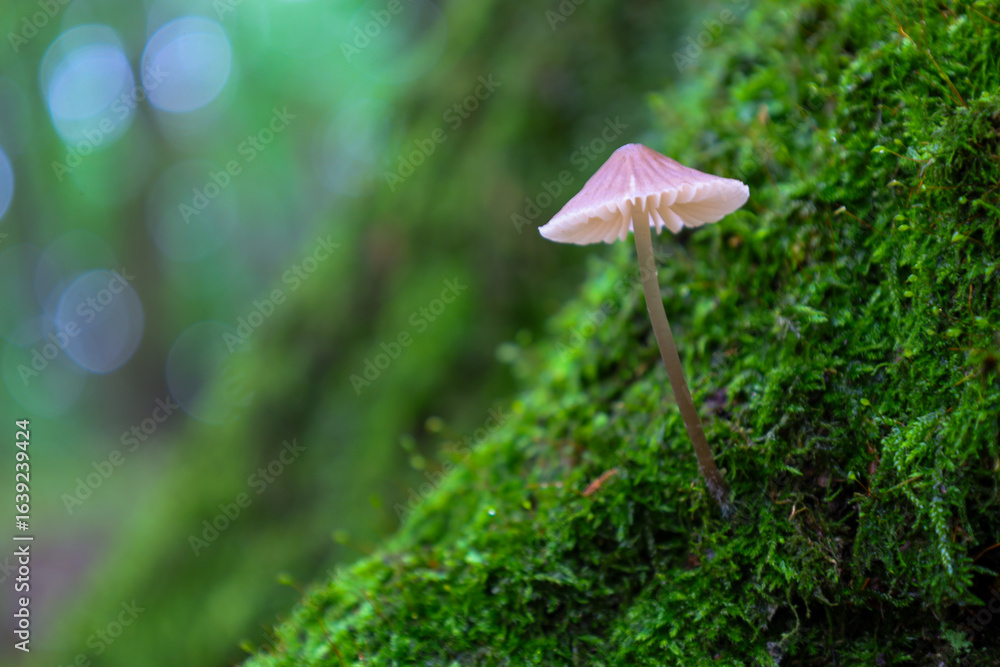 Fototapeta premium A delicate Mycena mushroom growing on a tree trunk covered with rich green moss. Soft light and a blurred background emphasize its gentle beauty.