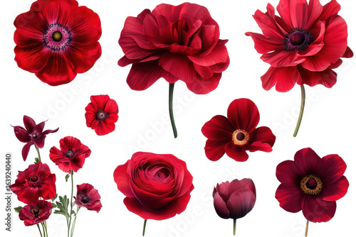 Wallpaper Mural Collection of various red flowers showcasing vibrant colors and intricate details, perfect for floral arrangements or botanical studies Torontodigital.ca