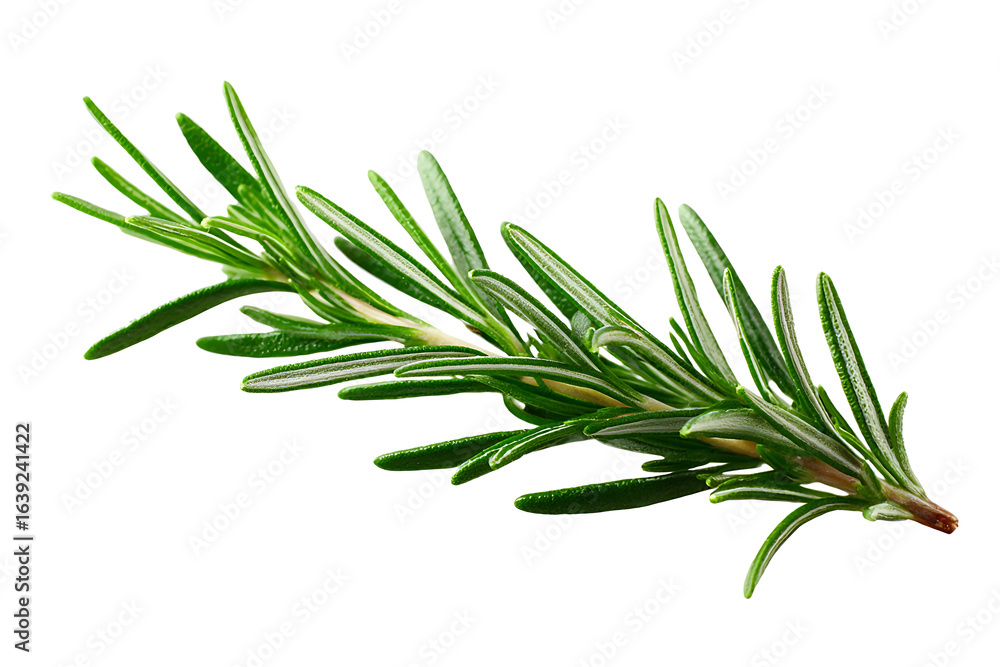 Fototapeta premium Aromatic Rosemary Sprig Isolated on Transparent Background for Culinary and Herbal Applications