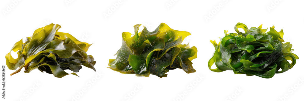 Fototapeta premium Fresh Raw Green Seaweed Isolated on White Background