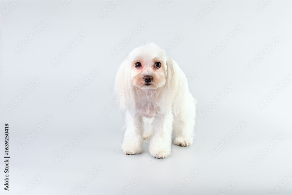 Obraz premium Maltese dog with big charming eyes after grooming on a light background