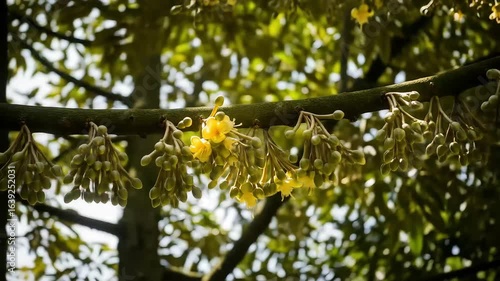 Durian Flowers Blooming on Tree Branch with Sunlight in an Asian Garden with Green Foliage And Yellow Blossoms