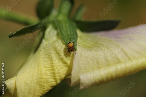 bug on a leaf