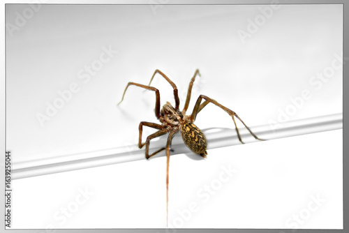 spider on white background