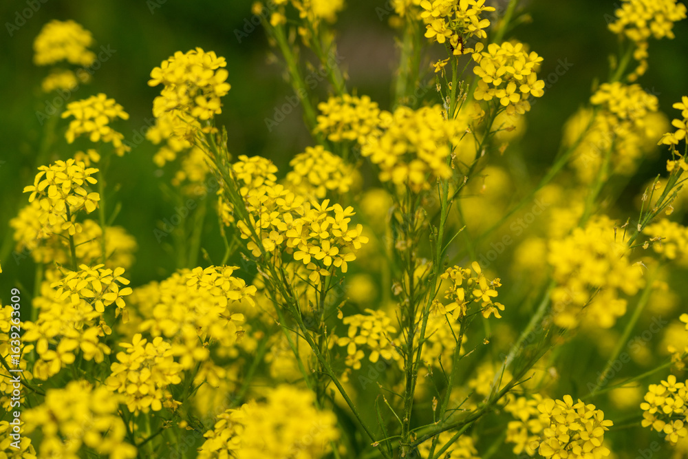 Fototapeta premium Turkish wartycabbage yellow wild flowers Bunias orientalis, hill mustard or turkish rocket flowers