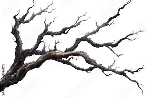 Dead tree branches with cracked bark in Isola capturing the essence of nature's decay and resilience under a clear sky during daylight hours