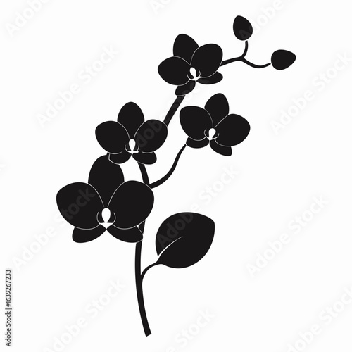 Elegant black silhouette of orchid flowers on a stem