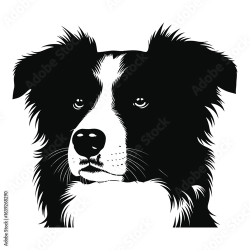 Black and white silhouette portrait of a Border Collie dog