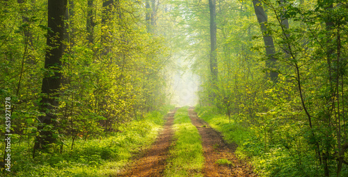 Panorama of Footpath through green sunny Forest with Morning Fog in Spring