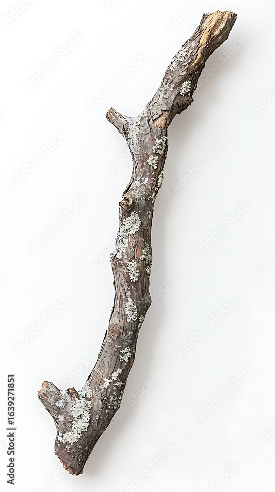 Fototapeta premium Isolated weathered tree branch covered with lichen against clean white background studio shot