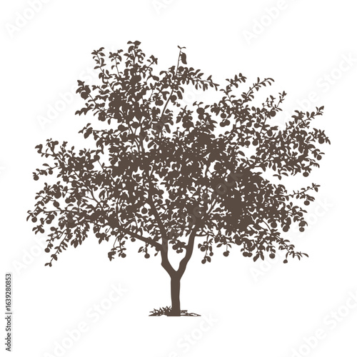 Apple Tree with Leaves and Fruits Silhouette Vector.