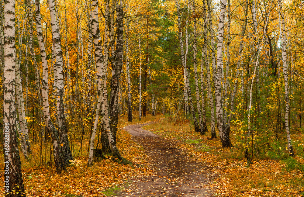 Fototapeta premium Autumn forest. Fallen leaves rustle underfoot. Autumn colors attract the eye. A pleasant walk in nature.