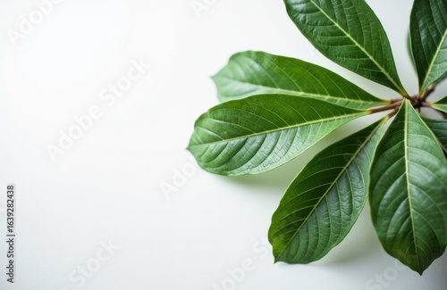 Green tropical leaves with prominent veins on a white background creating a fresh and natural look