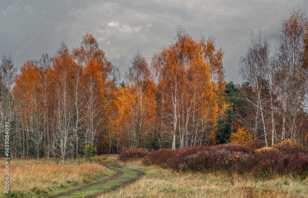 Fototapeta premium Heavy autumn clouds hung over the meadow and the edge of the forest. Autumn colors attract the eye. A pleasant walk in nature.