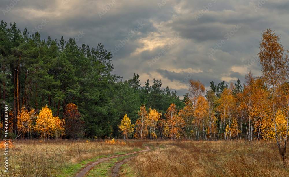 Fototapeta premium Heavy autumn clouds hung over the meadow and the edge of the forest. Autumn colors attract the eye. A pleasant walk in nature.