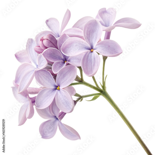 pink orchid on white background