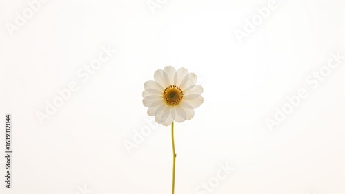 Wallpaper Mural Luminous ivory bloom Torontodigital.ca