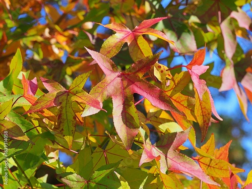 American sweetgum tree (Liquidambar styraciflua) autumn foliage – green, yellow and red star-shaped leaves in sunlight, vivid seasonal colors, natural background in a botanical garden or park