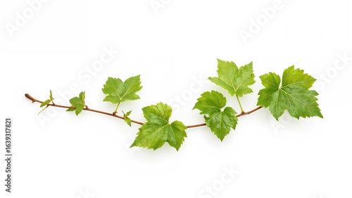 Wallpaper Mural Vine branch with foliage separated on white backdrop - Clipping Path Torontodigital.ca