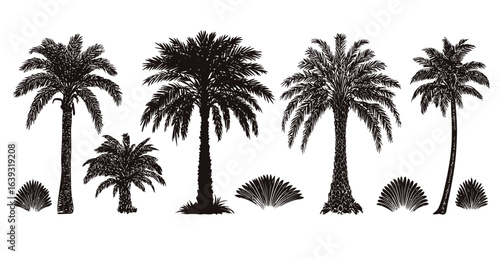 Collection of black palm tree silhouettes. Isolated set of tropical plant illustrations for summer design. Vector icons of exotic trees and bushes.