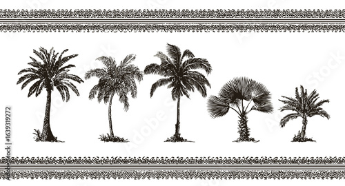 Collection of diverse palm trees illustrated in a vintage engraving style. Hand-drawn botanical set with ornamental borders.